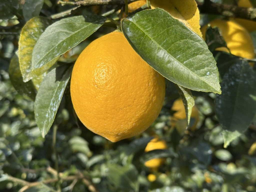 マイヤーレモン