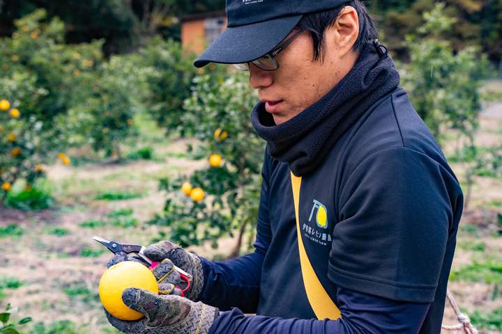 畑でレモンを見つめる園主・氏原翔平